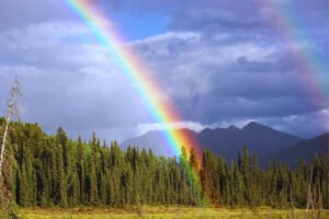 A rainbow stretches over a lush green forest after rain, symbolizing clarity and growth—reflecting how to take control of your life by letting go.